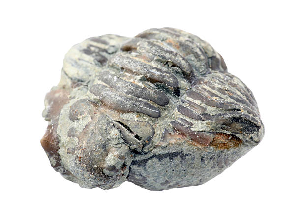 istock isolated trilobite fossil 139899180