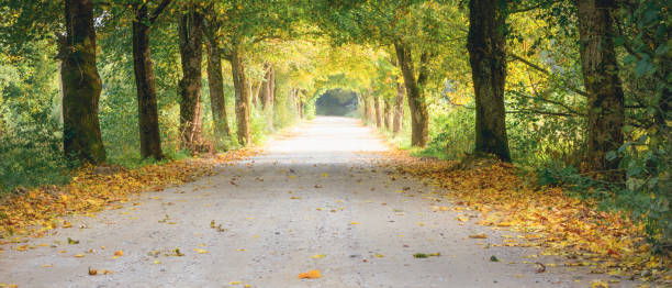 istock arch of tree on a country road 1398992198