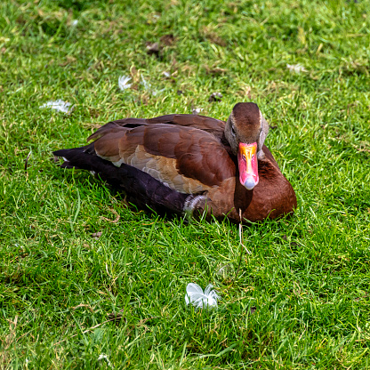 Black-bellied whistling duck (Dendrocygna autumnalis), formerly called the black-bellied tree duck