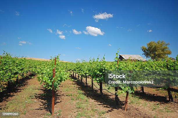 Weinberglandschaft Stockfoto und mehr Bilder von Cabernet Sauvignon-Traube - Cabernet Sauvignon-Traube, Fotografie, Frühling