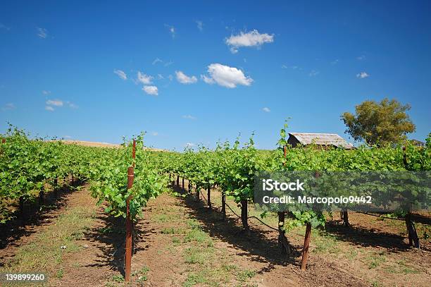 ブドウ園の景色 - つる草のストックフォトや画像を多数ご用意 - つる草, カベルネソービニヨン葡萄, カリフォルニア州