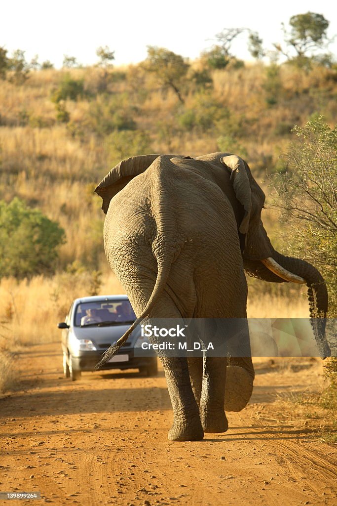 Elefante Raiva - Royalty-free Acidente - Conceito Foto de stock