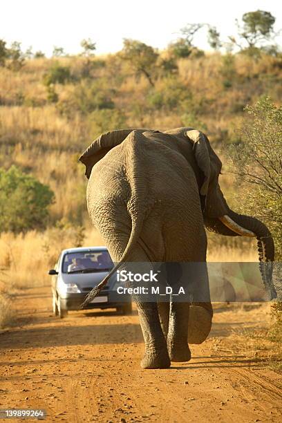 Elefante Raiva - Fotografias de stock e mais imagens de Acidente - Conceito - Acidente - Conceito, Acidente - Evento Relacionado com o Transporte, Acidente de Carro