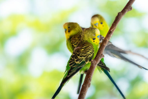 istock Beautiful budgie sit on  branch blurry background. Copy space. Selective focus. 1398993412