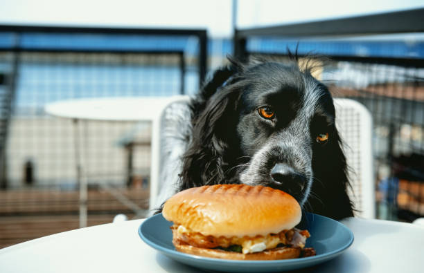 istock Cute spaniel eats burger sitting at table in cafe. Animal theme. Cute animals, dog friendly cafe concept . 1398993568
