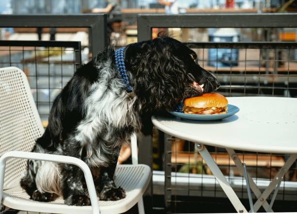 istock Cute spaniel eats burger sitting at table in cafe. Animal theme. Cute animals, dog friendly cafe concept . 1398993569