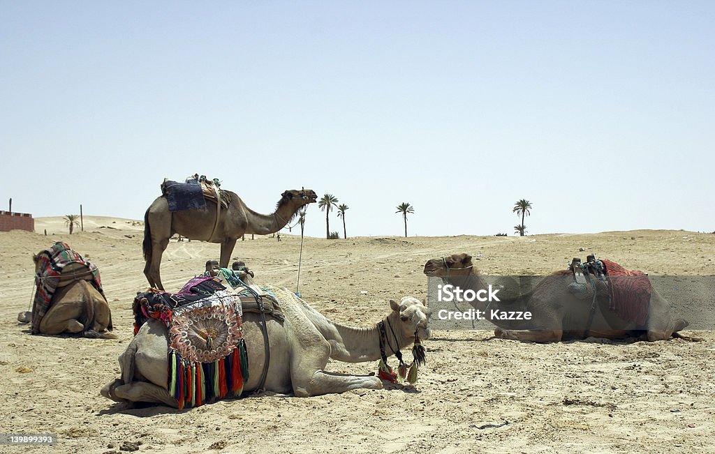 Camels - Photo de Afrique libre de droits