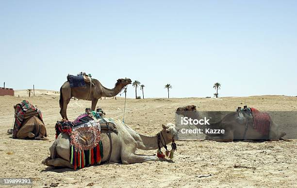 Photo libre de droit de Camels banque d'images et plus d'images libres de droit de Afrique - Afrique, Chameau, Désert