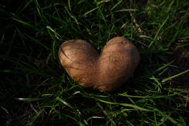 ziemniak w kształcie dojrzałego serca na zielonej trawie z bliska - heart shape raw potato food individuality zdjęcia i obrazy z banku zdjęć