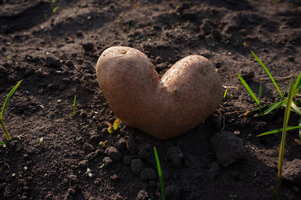 miłość ziemi w jej owocach - heart shape raw potato food individuality zdjęcia i obrazy z banku zdjęć