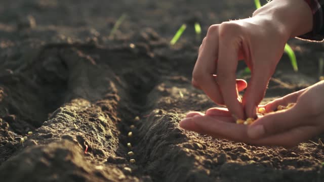 Farmer gardener planting seedlings seeds of crops in the black earth soil soil on a huge plantation