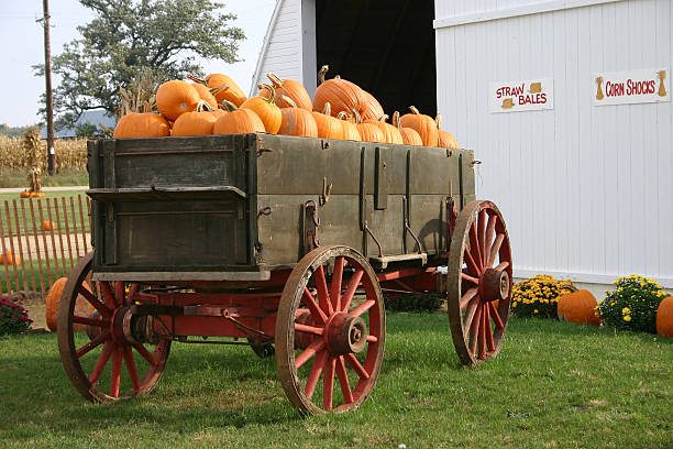istock Trailor full of Pumpkins 139899479