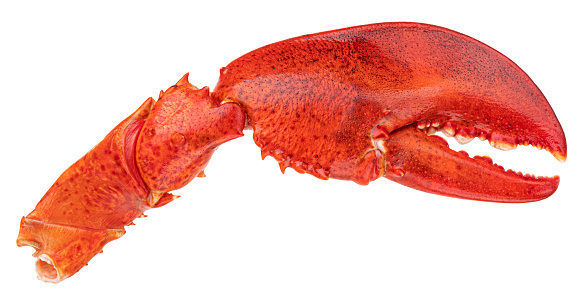 Red lobster claw isolated on white background