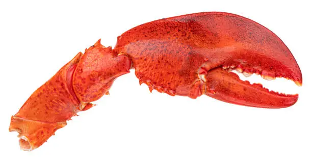 Photo of Lobster claw isolated on white background