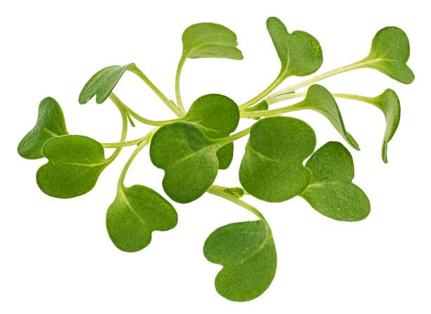 istock Microgreen leaves, arugula sprouts isolated on white background 1398994970