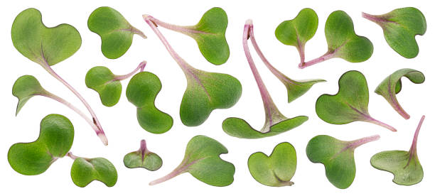 istock Radish microgreen leaves, young sprouts isolated on white background 1398994986