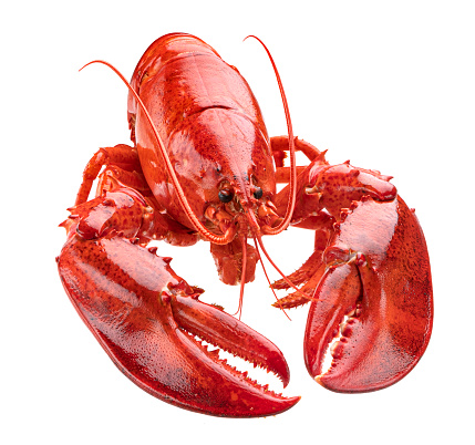 Cooked red lobster isolated on white background with clipping path, full depth of field