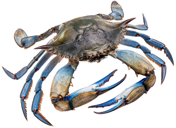 istock Blue crab isolated on white background, full depth of field 1398994995