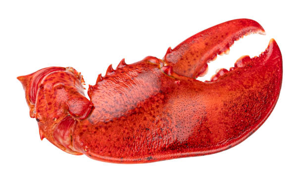 istock Lobster claw isolated on white background 1398995008
