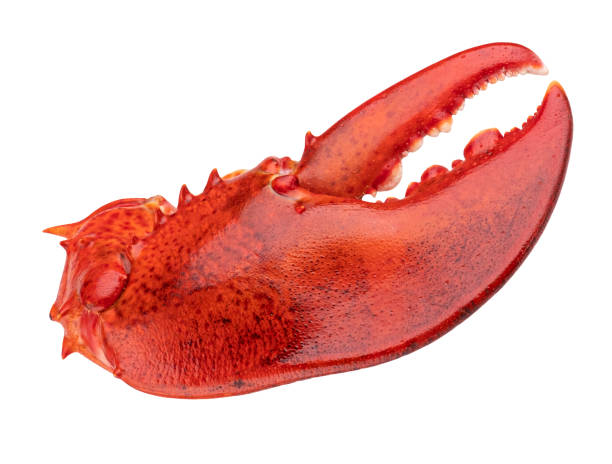 istock Lobster claw isolated on white background 1398995026