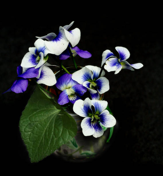 Spring Violets Still Life stock photo