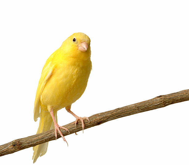 canary An isolated canary-bird canary photos stock pictures, royalty-free photos & images
