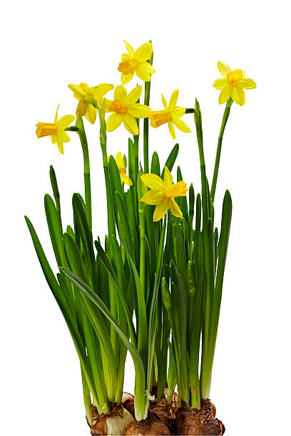 bunch of yellow daffodils with bulbs isolated on white stock photo
