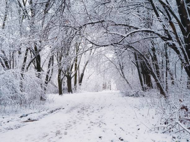 istock Snowfall in a fairy winter forest. 1398996700