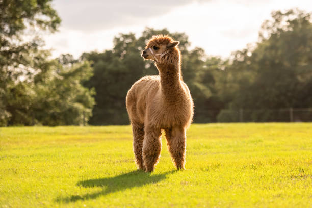 istock A brown Alpaca in the pasture at sunset. 1398996856