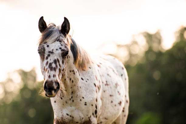 Appaloosa horse in the pasture at sunset Appaloosa horse in the pasture at sunset, white horse with black and brown spots. yearling baby horse appaloosa stock pictures, royalty-free photos & images