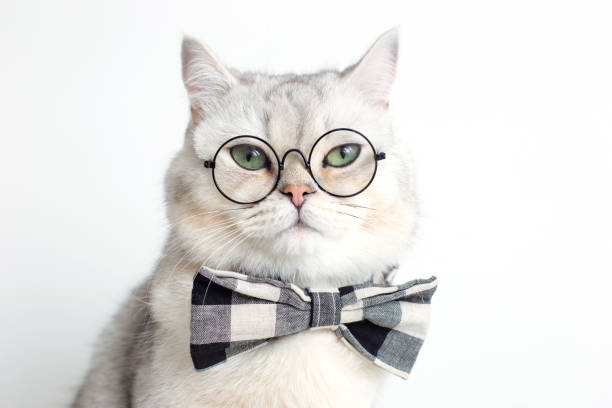 istock Funny white cat in a gray bow tie and glasses, on white background . 1398996978