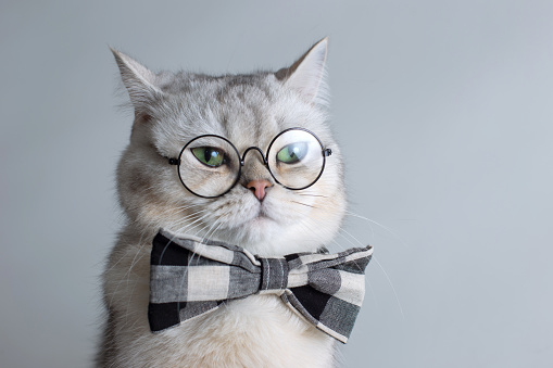 Funny white cat in a gray bow tie and glasses, on gray background . Close up. Copy space