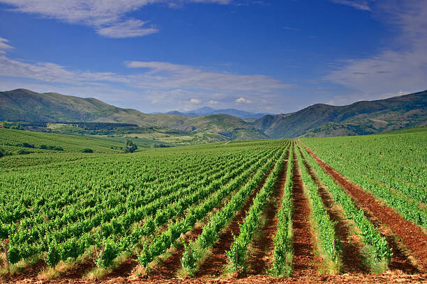 View of a vineyard field in Macedonia Vineyard field in Macedonia north macedonia stock pictures, royalty-free photos & images