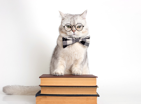 Funny serious white cat in a gray bow tie and glasses, standing on a stack of books, isolated. Copy space