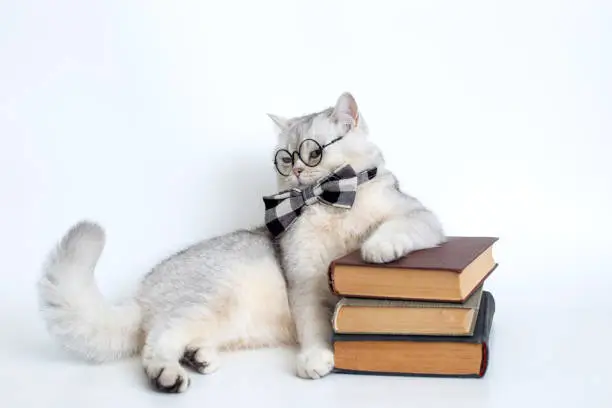 Photo of white british cat in a gray bow tie and glasses, lies on a stack of old books, looking away