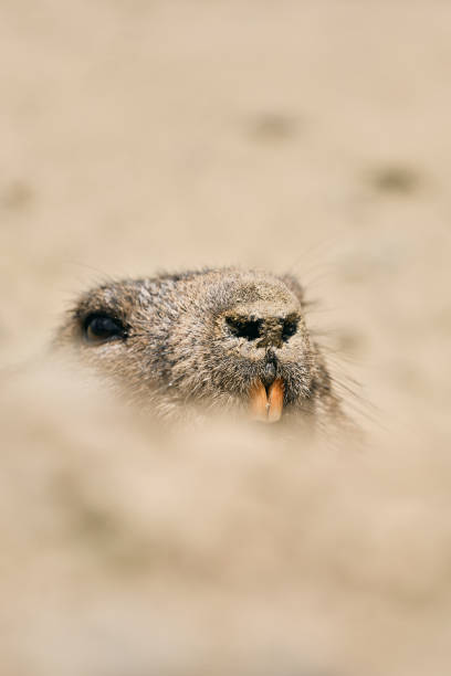 Alpine marmot (Marmota marmota) close up on the Alps