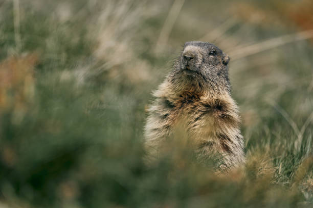 Yellow-bellied Marmot in the wild