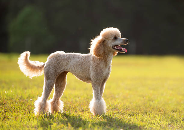 caniche estándar de raza pura con un corte de pelo de pie afuera en un espacio abierto verde al atardecer - caniche fotografías e imágenes de stock