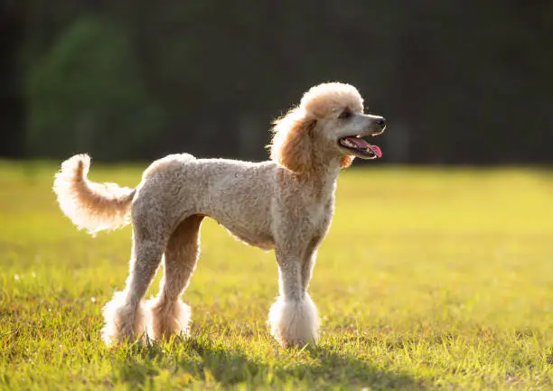 Photo of Purebred standard poodle with a haircut standing outside in green open space at sunset