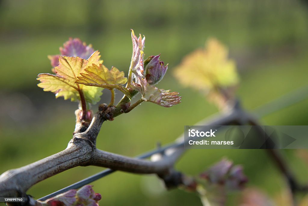 Grapevine leaf Spring in vineyard Agriculture Stock Photo