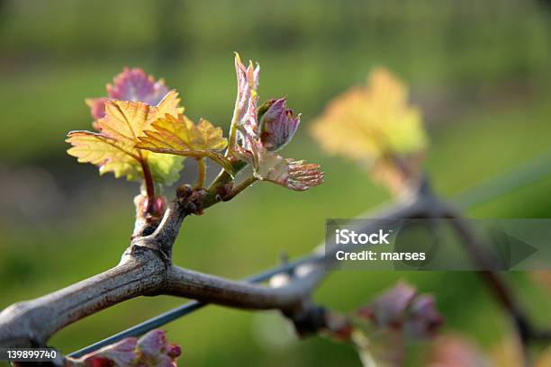 Grapevine Leaf Stock Photo - Download Image Now - Agriculture, Child, Farm
