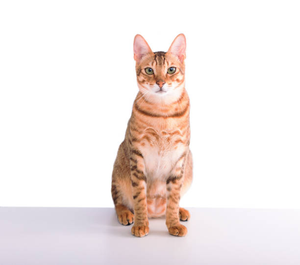 istock cute domestic tabby cat  looking at camera 1398997974