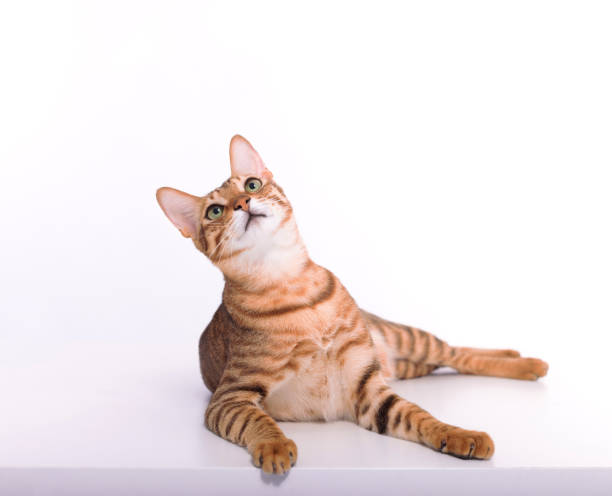 istock cute domestic tabby cat  looking up 1398997982
