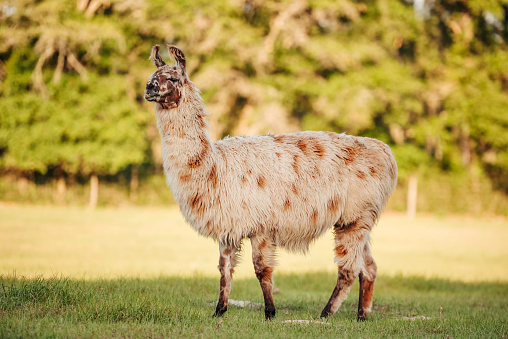 lama in the meadow in the pasture at sunset, fluffy llama before summer shave.