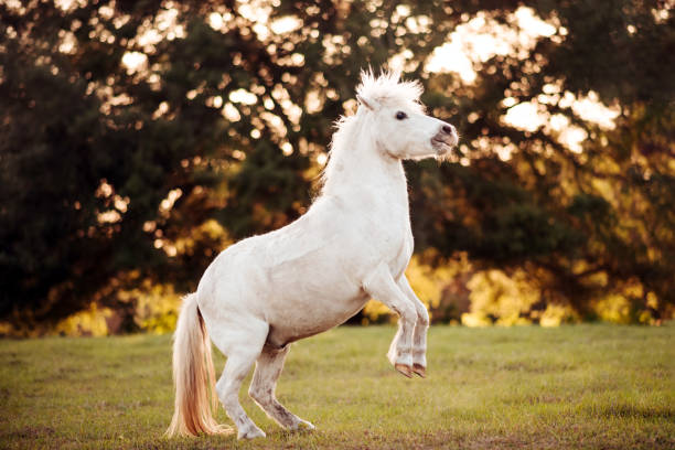 istock White pony in a pasture at sunset. Pony on the farm. 1398998540