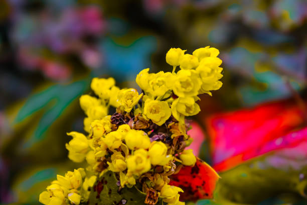 Small yellow wildflowers, with a colourful backdrop in Delft