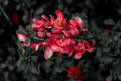 Black and red quince flowers in the park