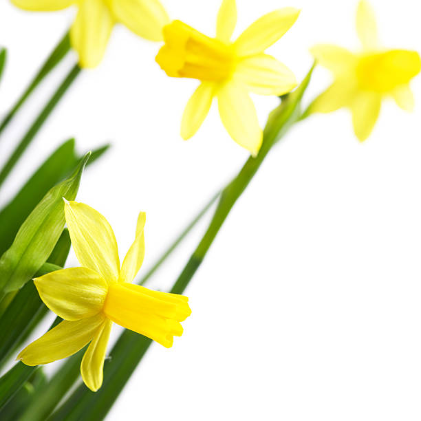 bunch of yellow daffodils with copy space stock photo