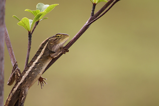 closeup of a brown lizard on tree branch