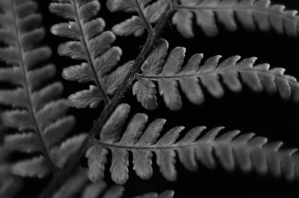 black and white macro shot of fern frond.